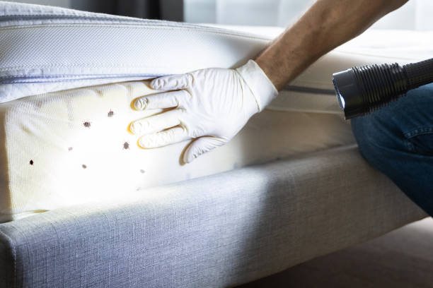 Best Local Pest Control Services  in Dallas, GA